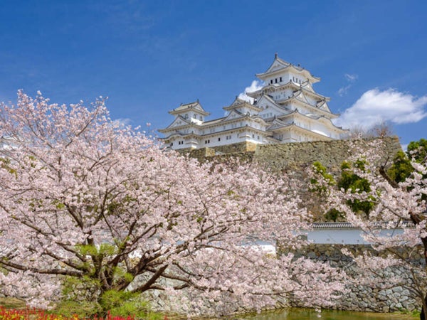 【敦賀駅前発】 北陸新幹線で行く!世界有数のラジウム泉 鳥取三朝温泉「三朝ロイヤルホテル」に泊まる! 津山「鶴山公園」&倉吉「打吹公園」・世界遺産「姫路城」3つの日本さくら名所100選 山陰山陽関西さくら街道2日間2
